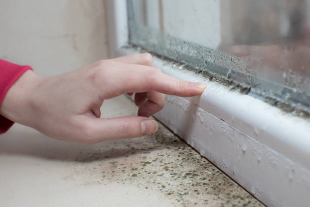 Best Real Estate Mold Inspection  in Strasburg, OH